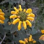 Phlomis fruticosa Arall