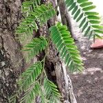 Tamarindus indica Leaf