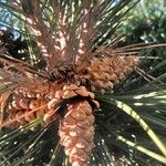 Pinus mugo Плід