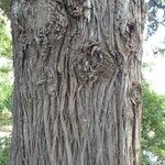 Cupressus torulosa Bark