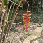 Heliconia rostrata 花