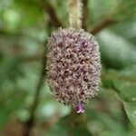 Trichostachys aurea Flower