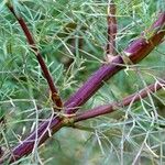 Cosmos bipinnatus Azala