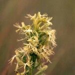 Platanthera lacera Flower