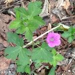 Geranium shikokianum Matsumura花