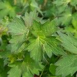 Geranium wlassovianum Yaprak