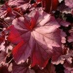 Heuchera sanguinea Feuille