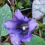 Gentiana clusii Λουλούδι