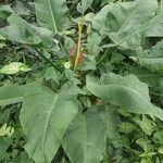 Philodendron melinonii Liść
