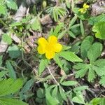 Ranunculus hispidus Flower