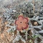 Edithcolea grandis 花