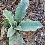 Verbascum sinaiticum Blatt