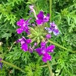 Glandularia tenera Flower
