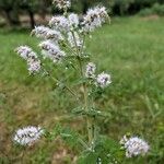 Mentha suaveolensÇiçek