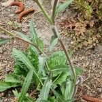 Oenothera stricta برگ