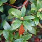 Rhododendron ferrugineum Хабит