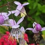 Thalictrum delavayi Кветка