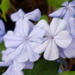 Plumbago auriculataКвітка