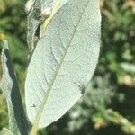 Salix glauca Leaf