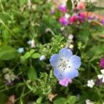 Nemophila menziesii फूल