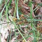 Luzula multiflora Owoc