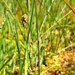 Carex limosa Flower