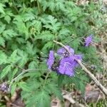 Phacelia bipinnatifida Flower