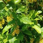 Berberis vulgaris Frunză