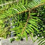Abies grandis Blatt