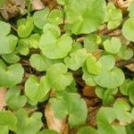 Centella asiaticaList