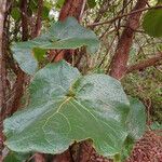 Coccoloba pubescens Blatt