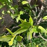 Citrus reticulata List