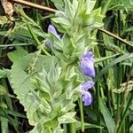 Salvia hispanica പുഷ്പം