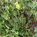 Empetrum nigrum Hábito