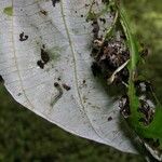 Cecropia insignis Otro