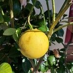 Citrus maxima Fruchs