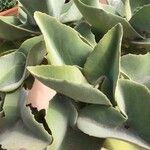 Kalanchoe beharensis Hoja