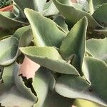 Kalanchoe beharensis List