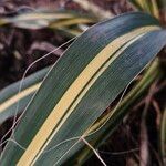 Yucca flaccida Leaf