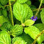 Stachytarpheta urticifolia Flors