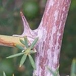 Asparagus aphyllus Bark