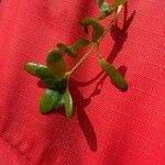 Callitriche palustris Листок