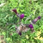 Cirsium palustre Flower