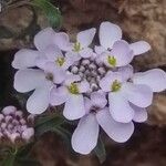 Iberis carnosa Flower