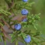 Juniperus monosperma Fruto
