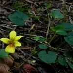Viola sempervirens Hábito