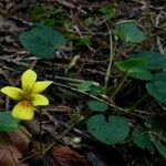 Viola sempervirens आदत