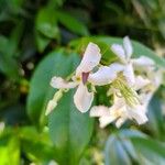Trachelospermum jasminoides ফুল