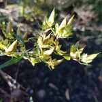 Hypericum kalmianum Flor