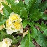 Oenothera laciniata 花